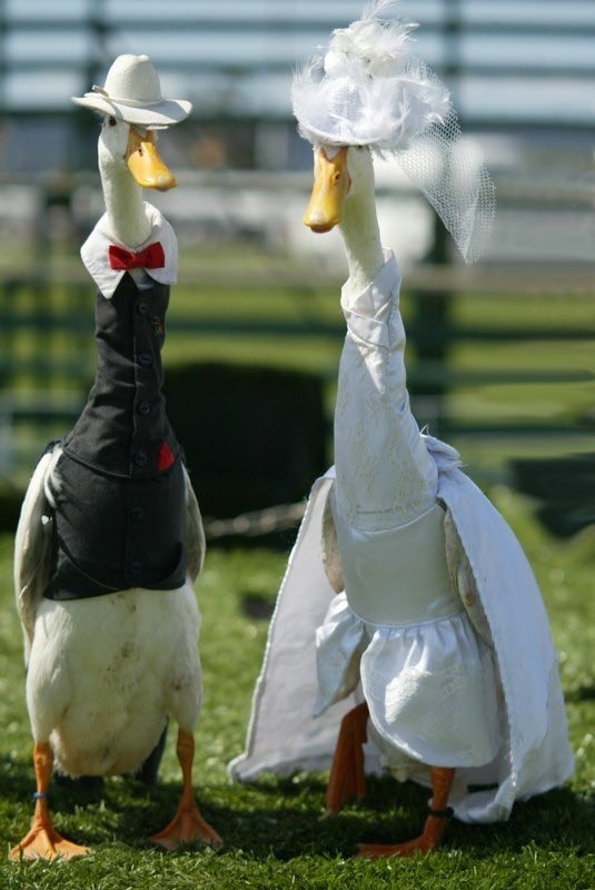 Mr and Mrs Silly Goose