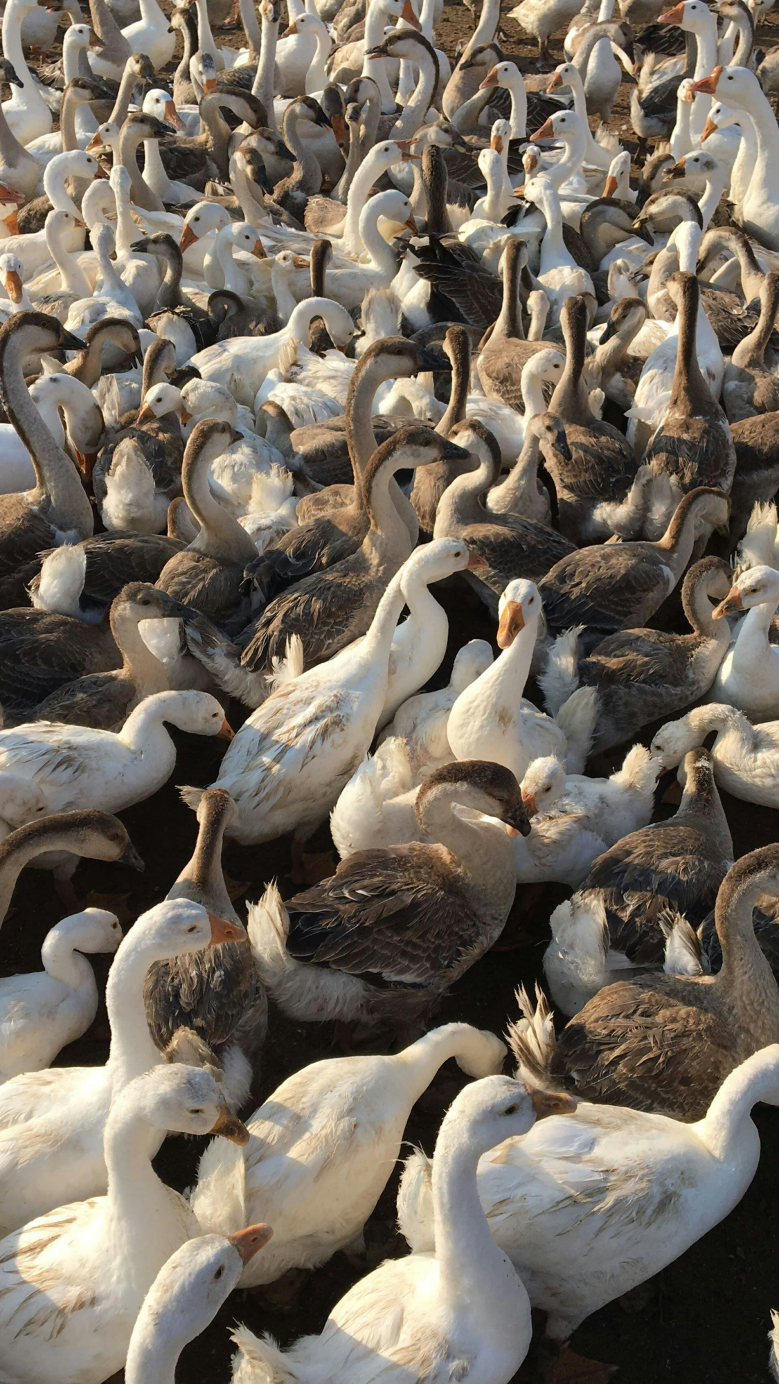 Multiple Geese