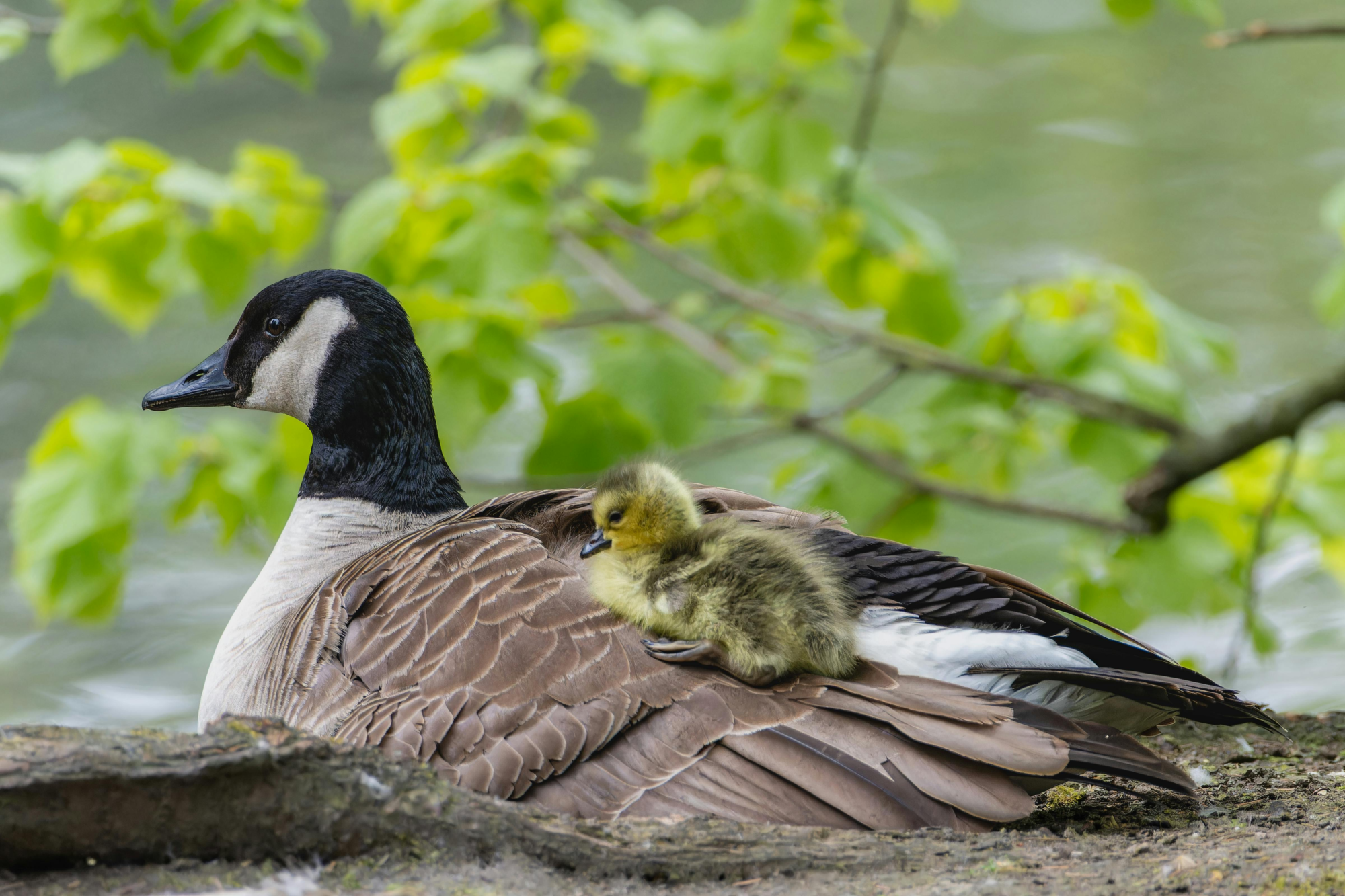 Parent goose sitting on the ground with baby goose on back.