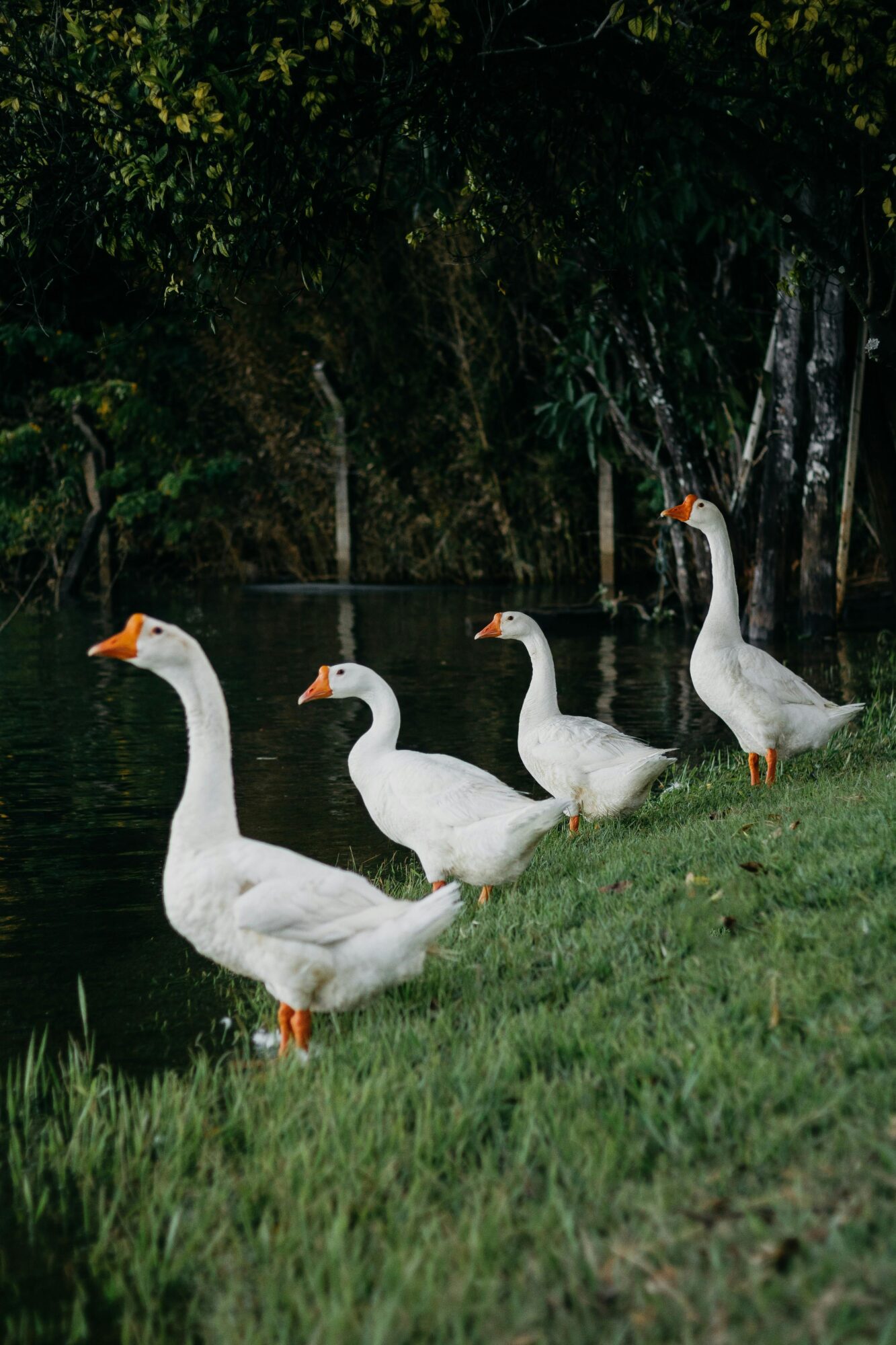 four white geese at a river banks edge.