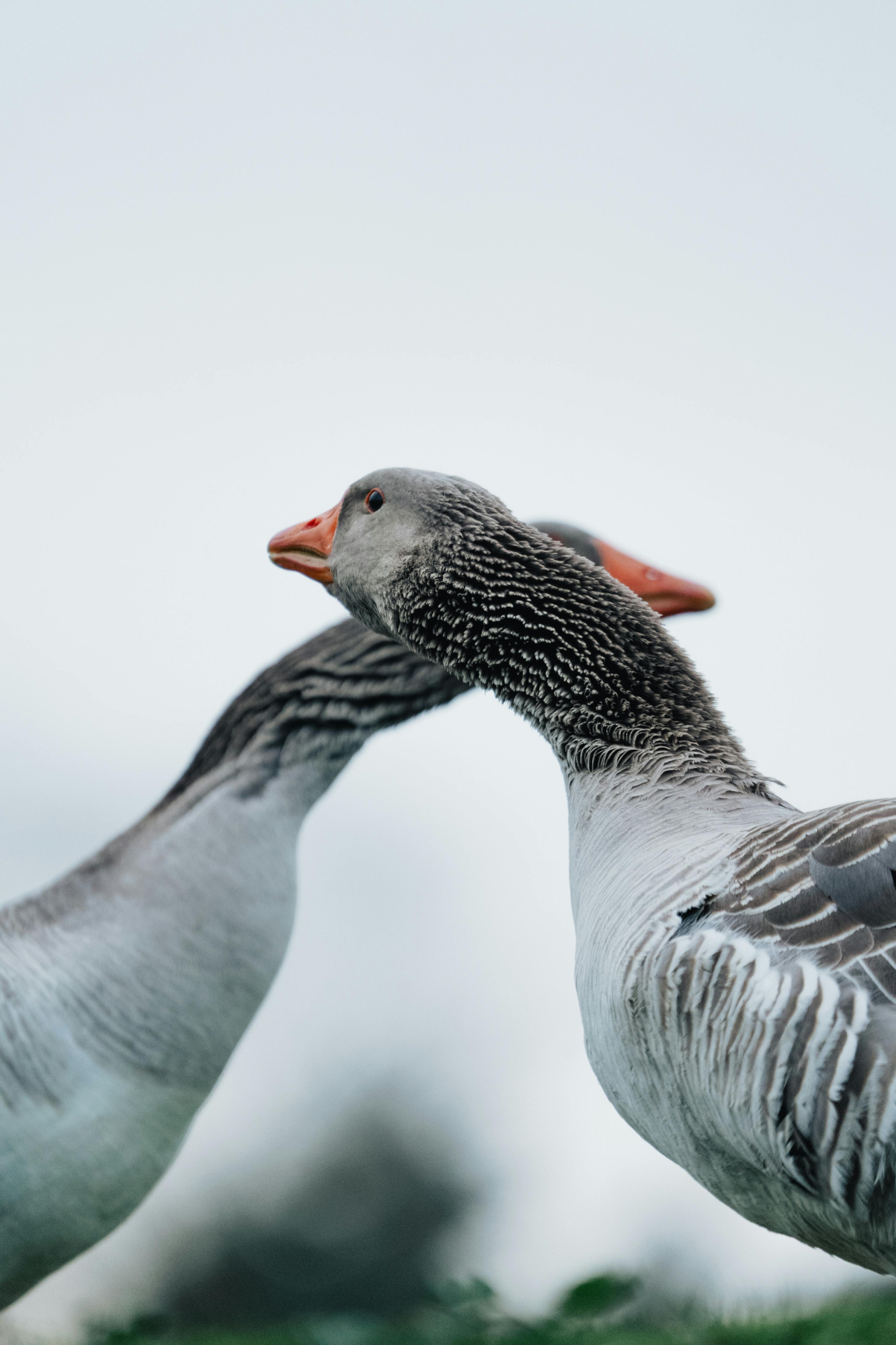 Geese in love (smile)